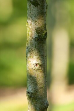 Crataegus monogyna 'Stricta' haute-tige 10/12