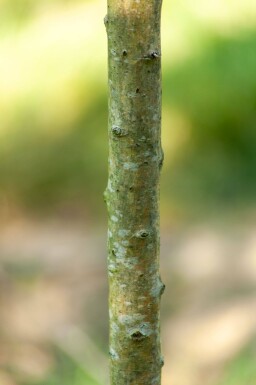 Crataegus monogyna 'Stricta' haute-tige 10/12