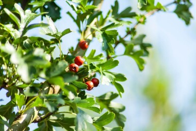Crataegus monogyna 'Stricta' haute-tige 10/12