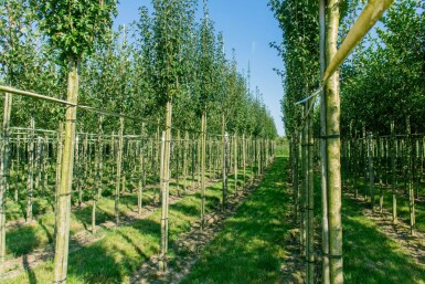 Crataegus monogyna 'Stricta' haute-tige 10/12