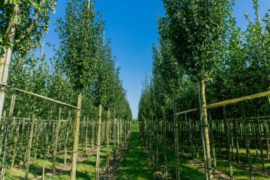 Crataegus monogyna 'Stricta' haute-tige 10/12