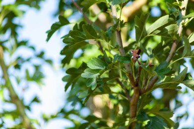 Crataegus monogyna 'Stricta' haute-tige 10/12