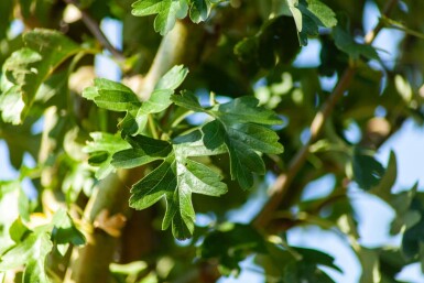 Crataegus monogyna 'Stricta' haute-tige 10/12