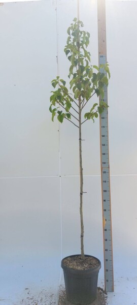 Davidia involucrata haute-tige