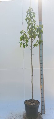 Davidia involucrata haute-tige
