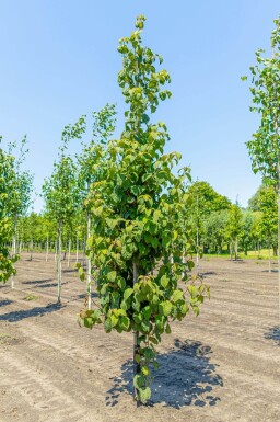 Davidia involucrata haute-tige