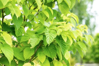 Davidia involucrata haute-tige
