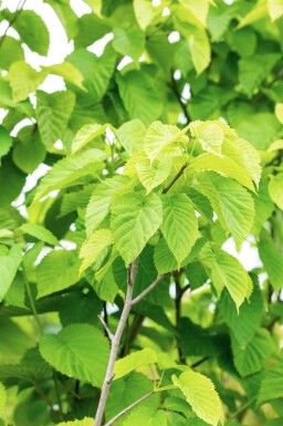 Davidia involucrata haute-tige