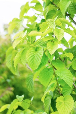 Davidia involucrata haute-tige