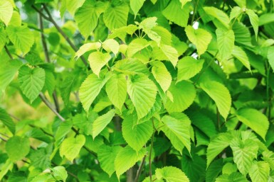 Davidia involucrata haute-tige