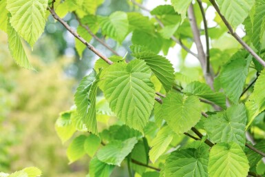 Davidia involucrata haute-tige