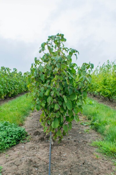 Davidia involucrata cépée 300-350