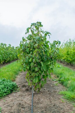 Davidia involucrata cépée