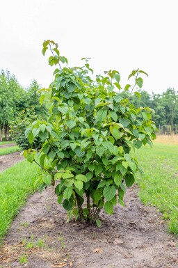 Davidia involucrata cépée