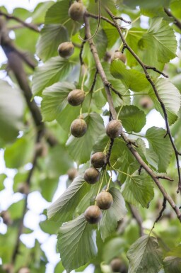 Davidia involucrata cépée 300-350