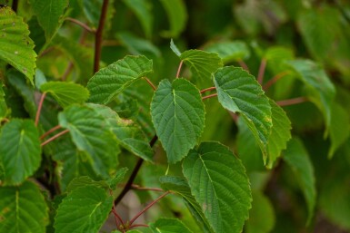 Davidia involucrata cépée 300-350