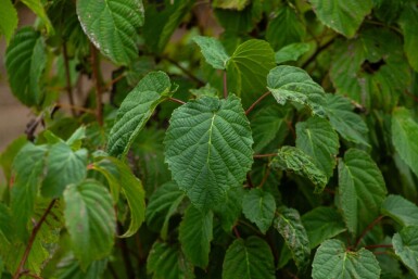 Davidia involucrata cépée 300-350