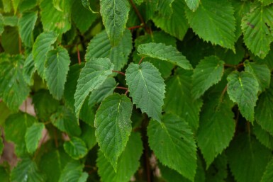 Davidia involucrata cépée 300-350