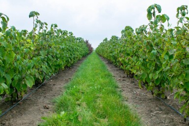 Davidia involucrata cépée 300-350
