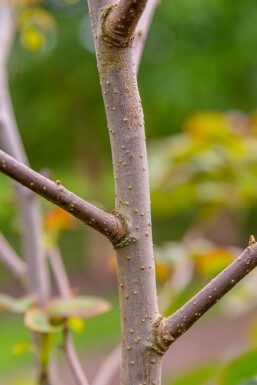 Davidia involucrata cépée 300-350