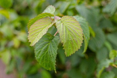 Davidia involucrata cépée 300-350