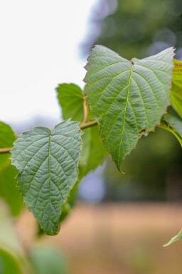 Davidia involucrata cépée 300-350