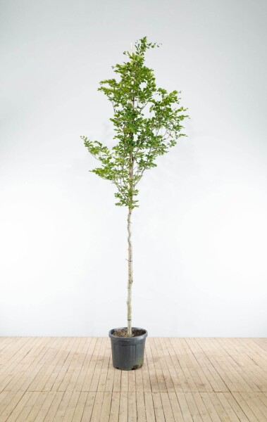 Fagus sylvatica haute-tige 6/8