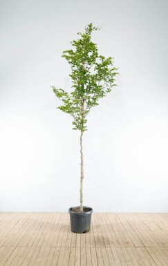 Fagus sylvatica haute-tige 6/8