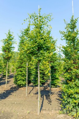 Fagus sylvatica haute-tige 6/8