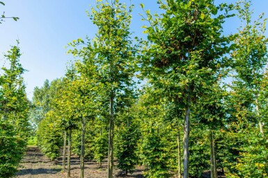Fagus sylvatica haute-tige 6/8