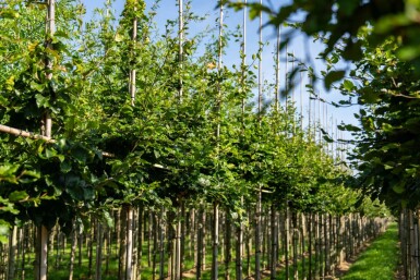 Fagus sylvatica haute-tige 6/8
