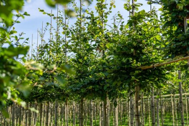 Fagus sylvatica haute-tige 6/8