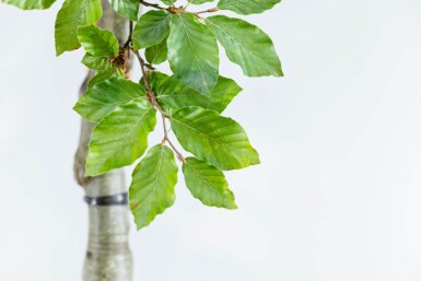 Fagus sylvatica haute-tige 6/8