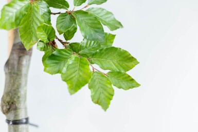 Fagus sylvatica haute-tige 6/8