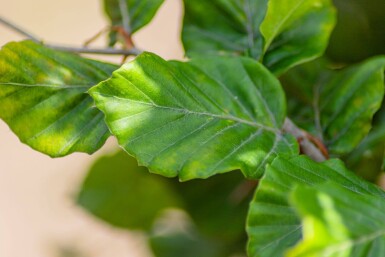 Fagus sylvatica haute-tige 6/8