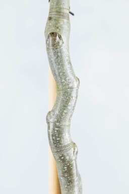 Fagus sylvatica haute-tige 6/8