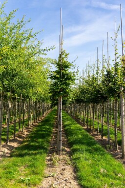 Fagus sylvatica haute-tige 6/8