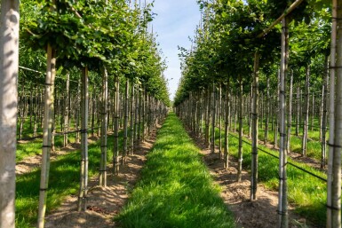Fagus sylvatica haute-tige 6/8