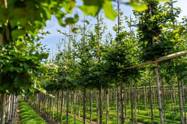 Fagus sylvatica haute-tige 6/8