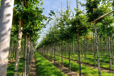 Fagus sylvatica haute-tige 6/8