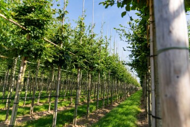 Fagus sylvatica haute-tige 6/8
