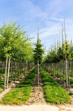 Fagus sylvatica haute-tige 6/8