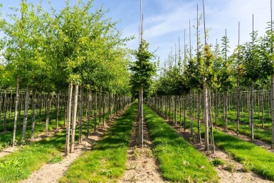 Fagus sylvatica haute-tige 6/8