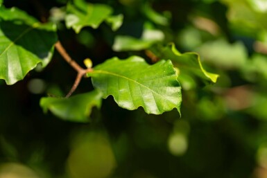 Fagus sylvatica haute-tige 6/8