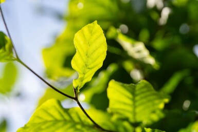 Fagus sylvatica haute-tige 6/8