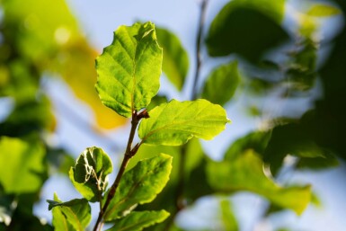 Fagus sylvatica haute-tige 6/8