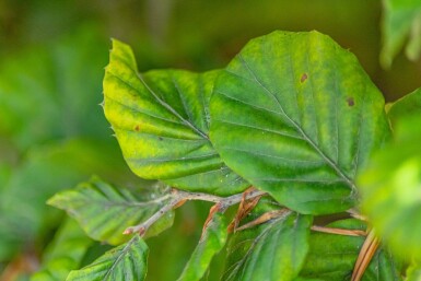 Fagus sylvatica cépée
