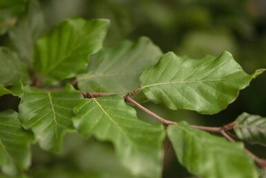 Fagus sylvatica cépée