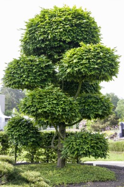 Fagus sylvatica cépée