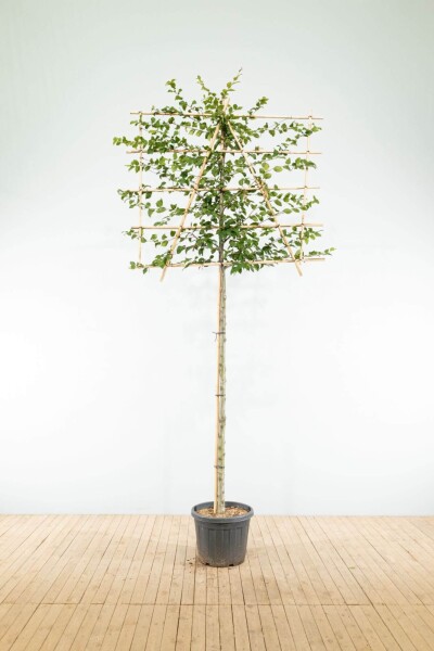Fagus sylvatica espalier